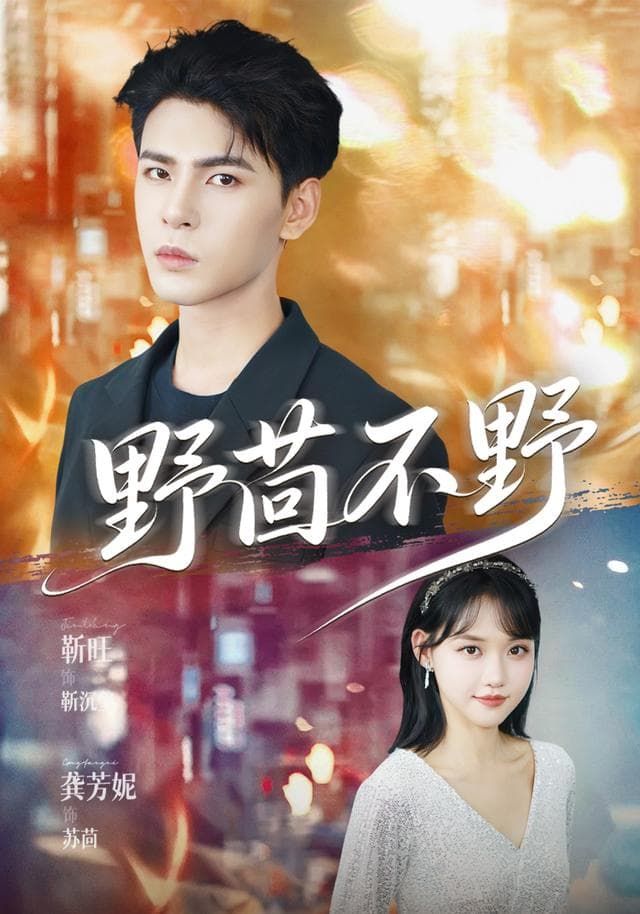 野茴不野